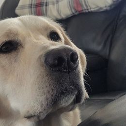 Labrador Retrievers from Gwyneira labs of Idaho