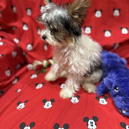 Yorkshire Terrier Puppies from Rosann Serna