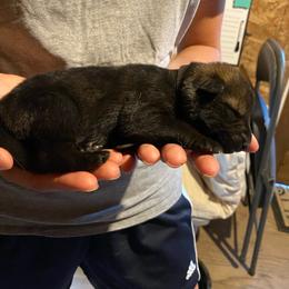Black collar - Sable female German Shepherd puppy in Rathdrum, Idaho from Angelina's German Shepherds