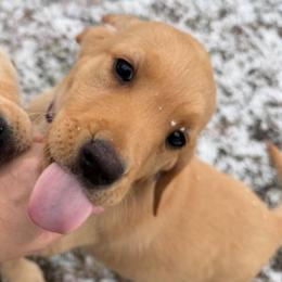Juno - Yellow female Labrador Retriever puppy in Elloree, South Carolina from Moonlight Kennels LLC