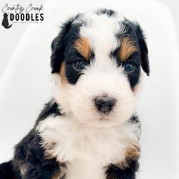 Ben - Tri-color male Bernedoodle puppy in Tipton, Indiana from Country Creek Doodles