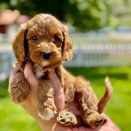Andy - male Double Doodle puppy in Columbus, Montana from Comfort Doodle