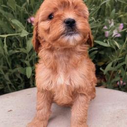 Kisses - Red  female Goldendoodle puppy in Temecula, California from Country Hills Doodles