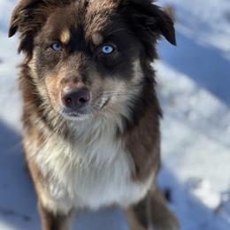 Maple - Red tri-color female Australian Shepherd puppy in Asheboro, North Carolina from Stellar Aussies