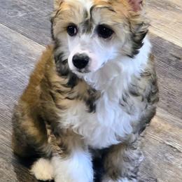 Posha - Sable female Chinese Crested puppy in Hernando, Florida from Bent Oak Chines Cresteds