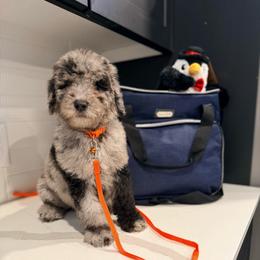Albus Dunbledre - Merle male Goldendoodle puppy in Houston, Texas from Were The Mack'Doodles
