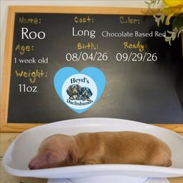 Roo - Red male Dachshund puppy in Hoquiam, Washington from Heyd's Mini Dachshunds