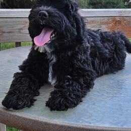Blue collar - Black male Whoodle puppy in O'neill, Nebraska from Willowdale Doodles