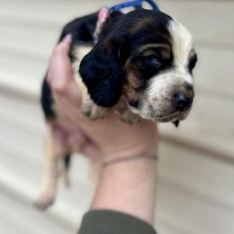 Blue Male - Black tan and white male Basset Hound puppy in Clinton, Tennessee from High Hopes Hounds