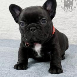 Girl 6 - Brindle female French Bulldog puppy in Schaumburg, Illinois from A & B French Bulldogs