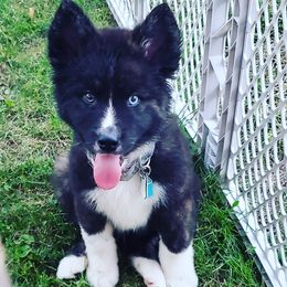 Sporty Mix Puppies from Eternal Symmetry