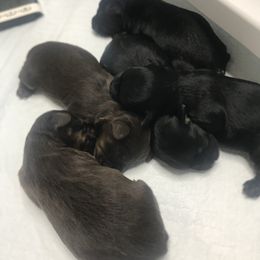 Yorkshire Terriers from Simplyyorkies