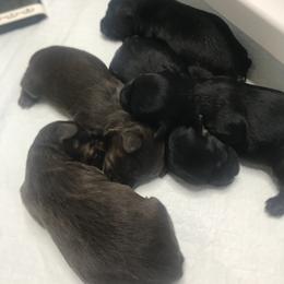 Yorkshire Terriers from Simplyyorkies