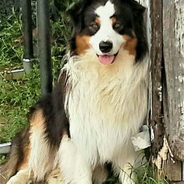 Australian Shepherds from Wildwing Aussies