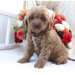 Jemma - Red  female Goldendoodle puppy in Swartz Creek, Michigan from Michigan Doodles