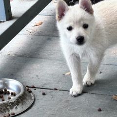 Boy 3 - Cream male Schipperke puppy in Groesbeck, Texas from Lost Prairie Puppies