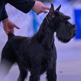 Storm - Giant Schnauzer