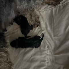 Girl 3 - Pepper and salt female Standard Schnauzer puppy in Wadsworth, Ohio from Braveheart Standard Schnauzers