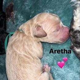 Aretha - Cream female Goldendoodle puppy in Prosperity, Pennsylvania from Stelladoodles & Company