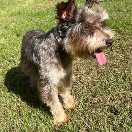 Booo - Miniature Schnauzer