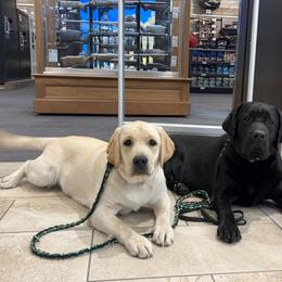Labrador Retriever Puppies from Armory Labradors