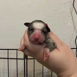 Mermaid - Blue merle female Miniature Australian Shepherd puppy in Brenham, Texas from Stone N Rose Kennels