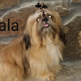 Dali - Shih Tzu