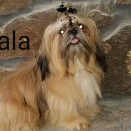 Dali - Shih Tzu