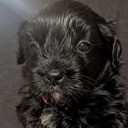 Hendrix - Black male Morkie puppy in Dighton, Massachusetts from Massachusetts Morkies