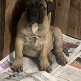 Seven - Fawn female Bullmastiff puppy in South Attleboro, Massachusetts from Bessettes Bullies