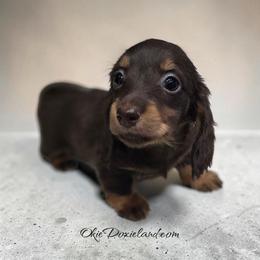 Nash - Chocolate and tan male Dachshund puppy in Oklahoma City, Oklahoma from OkieDoxieland Dachshunds