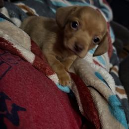 Shiloh - Cream female Dachshund puppy in Nevada, Missouri from Lee's Backroad Fur Babies
