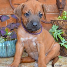 Bourdain - Rd whtn blk nose male Rhodesian Ridgeback puppy in Eustis, Florida from Kengali Rhodesian Ridgebacks