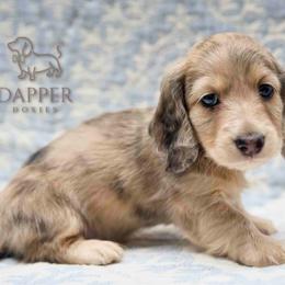 Nutmeg - Dapple male Dachshund puppy in Zephyrhills, Florida from Dapper Doxies