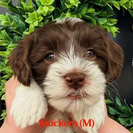 Snickers - Chocolate male Australian Labradoodle puppy in Silver Spring, Maryland from Potomac Australian Labradoodles