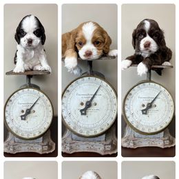 Cocker Spaniel Puppies from Canyonside Cocker Spaniels
