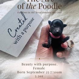 Poodle Puppies from Royal Kedsmore Toy Poodles