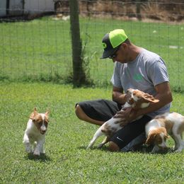 Brittany Puppies from Tail'Z End Kennels