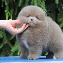 Pomeranian Puppies from Pomeranian gem