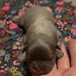Little Bear - Blue fawn male French Bulldog puppy in Oldsmar, Florida from In the Name of Fluff
