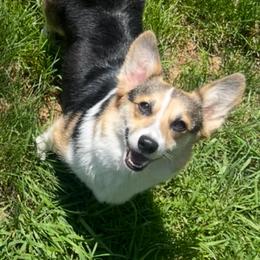 Baily - Black and tan female Pembroke Welsh Corgi puppy in Mcarthur, Ohio from Bentley Corgis LLC