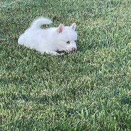 Pomsky Puppies from Promise Land Pomskies