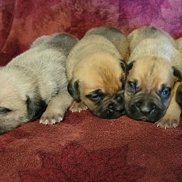 Cane Corso Puppies from Red Wood Cane Corso