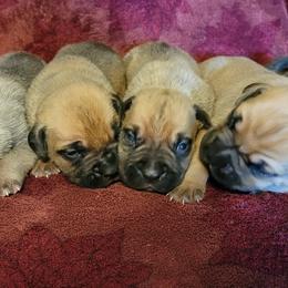 Cane Corso Puppies from Red Wood Cane Corso