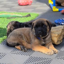 WALTER - (Dark Blue Collar Apricot Boy) - Apricot male Mastiff puppy in Auburn, Kansas from Puppy Paradise:  English Mastiff Puppies & Standard Goldendoodle Puppies
