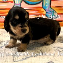 Yabby - Black and cream female Dachshund puppy in Hensley, Arkansas from The Dachshund Barn