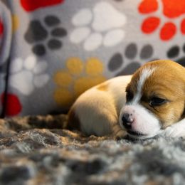 Russell Terrier Puppies from Diamond D Jacks