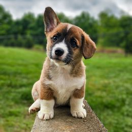 Dark Sable Boy - Sable and white male American Corgi puppy in Taylorsville, North Carolina from America's Red White and Bluie Corgis