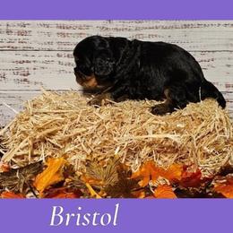 Bristol - Black and tan female Cavalier King Charles Spaniel puppy in Rochelle, Illinois from Lakeview Cavaliers