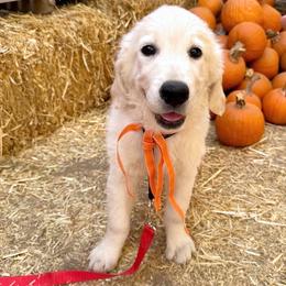 Golden Retriever puppies from Sierra View English Creams